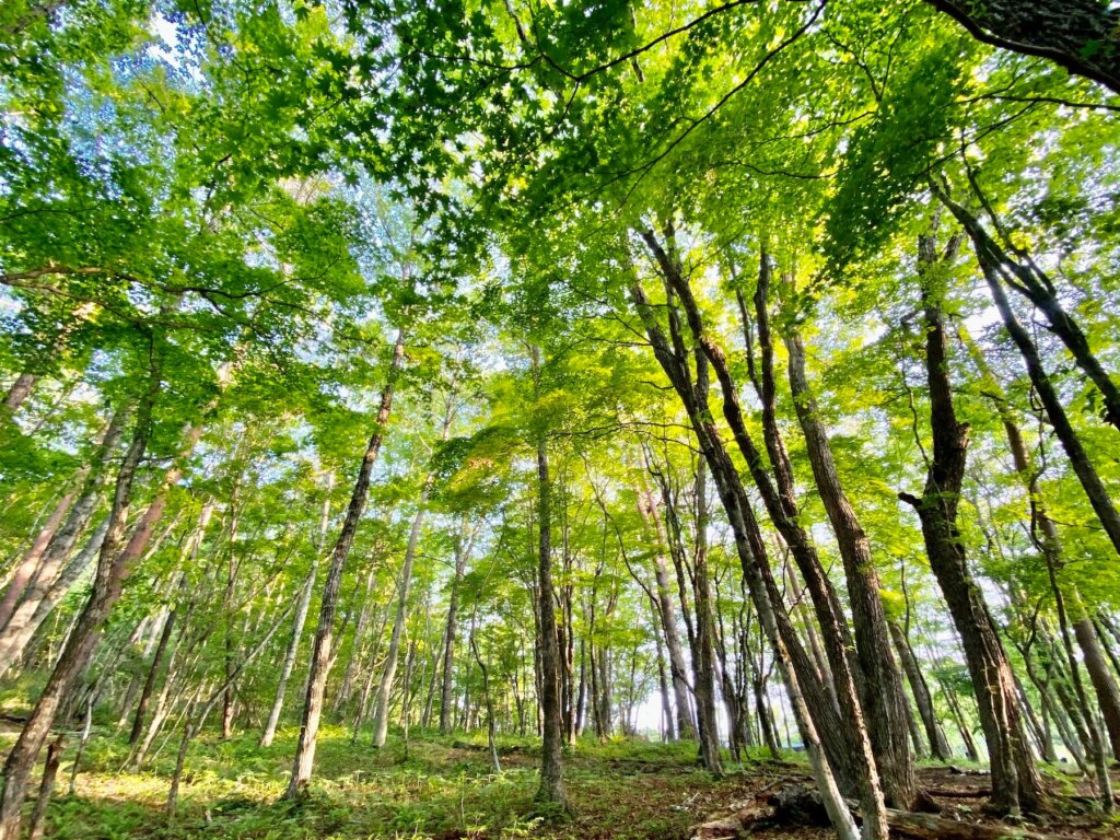 ライジングフィールド軽井沢の森